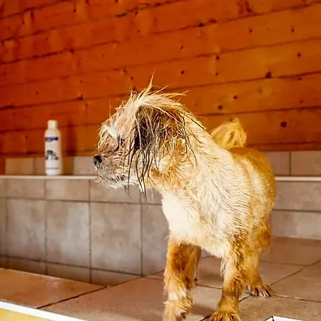 Pharisaeerhof - Hundehotel Auf Mit Restaurant Und Cafe