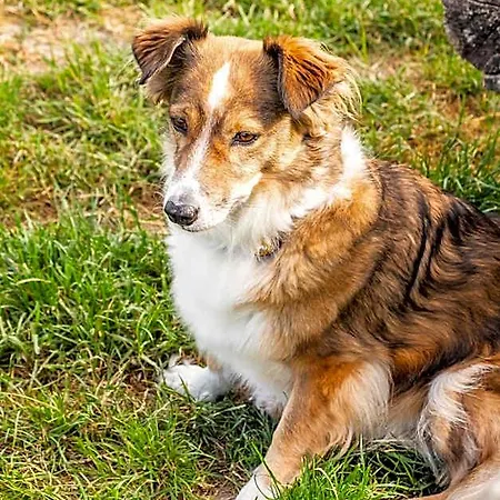 호텔 Pharisaeerhof - Hundehotel Auf Mit Restaurant Und Cafe
