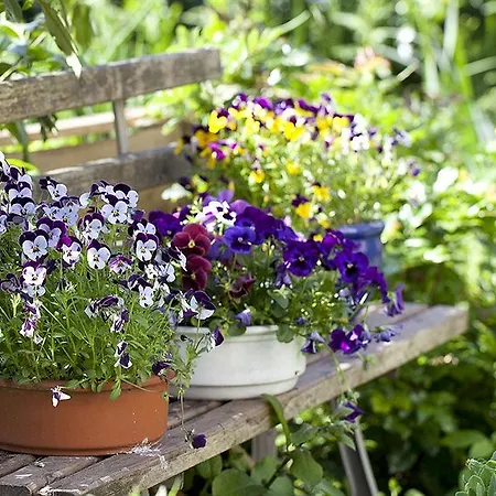 Hotel, Restaurant, Cafe Pharisaeerhof - Nordseeurlaub Mit Hund ホテル 3*