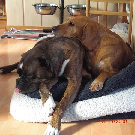 Hotel Hotel Pharisäerhof - DAS Hundehotel auf Nordstrand mit Restaurant und Café 3*