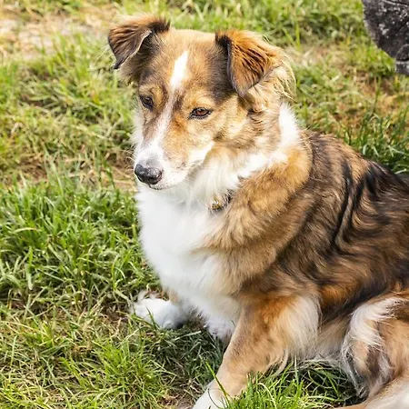 Hotel, Restaurant, Cafe Pharisaeerhof - Nordseeurlaub Mit Hund ノルトシュトラント