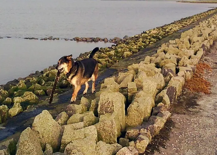 酒店 Hotel, Restaurant, Cafe Pharisaeerhof - Nordseeurlaub Mit Hund 3*