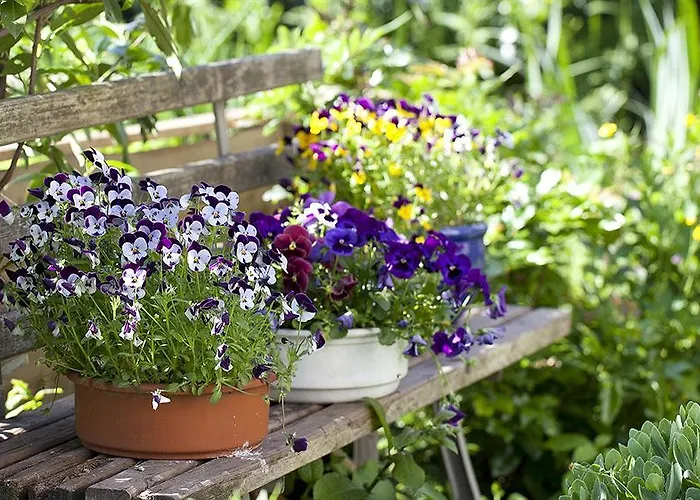 Hotel, Restaurant, Café Pharisäerhof - Nordseeurlaub Mit Hund Hotel 3*