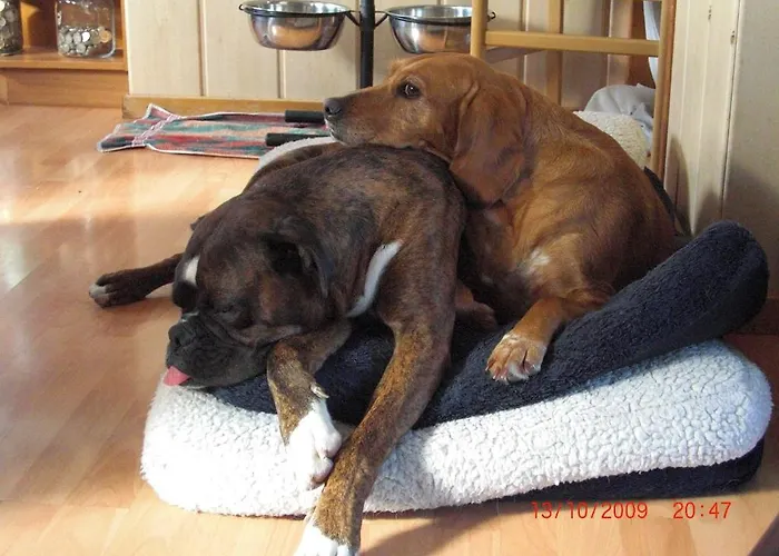 Hotel Hotel, Restaurant, Cafe Pharisaeerhof - Nordseeurlaub Mit Hund 3*