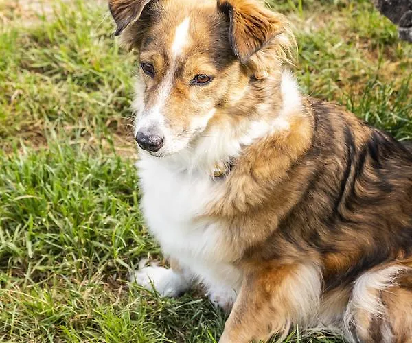 Hotel, Restaurant, Café Pharisäerhof - Nordseeurlaub Mit Hund Nordstrand